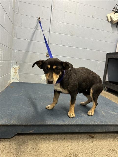 *SONNET - Dachshund available for adoption