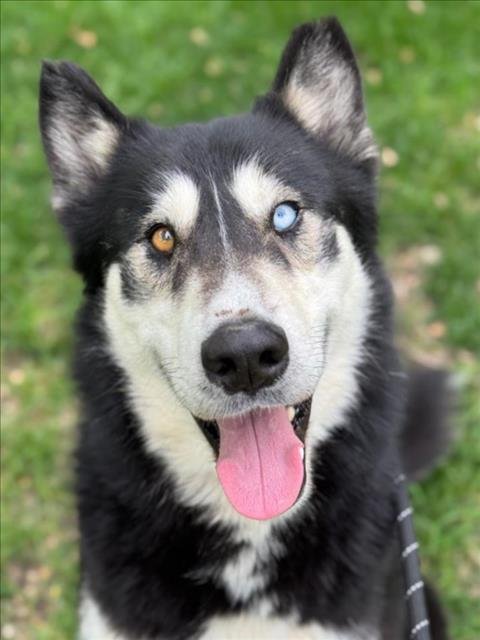 *KNOX - Siberian Husky / German Shepherd Dog available for adoption