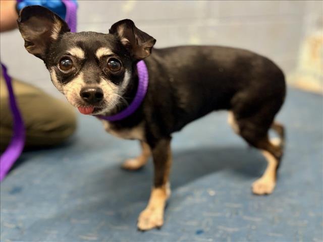 CATINA - Miniature Pinscher available for adoption