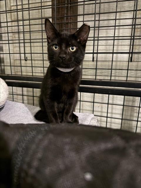 HUNTER - Domestic Short Hair available for adoption