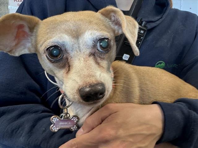 JANICE - Chihuahua available for adoption
