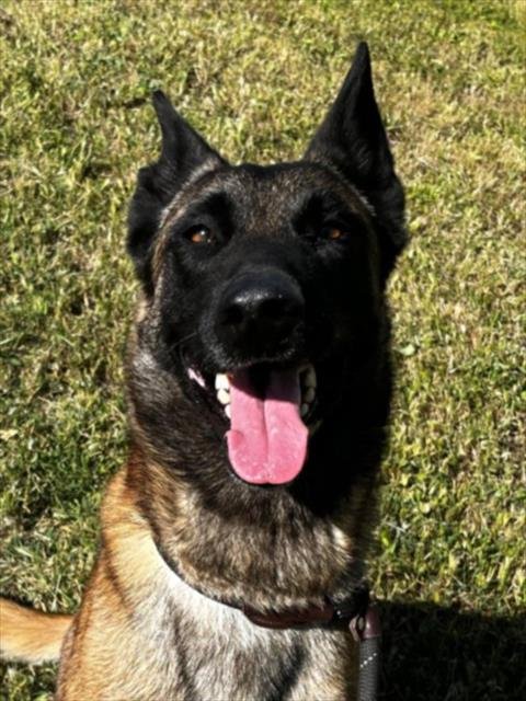 KODAK - Belgian Shepherd Malinois available for adoption