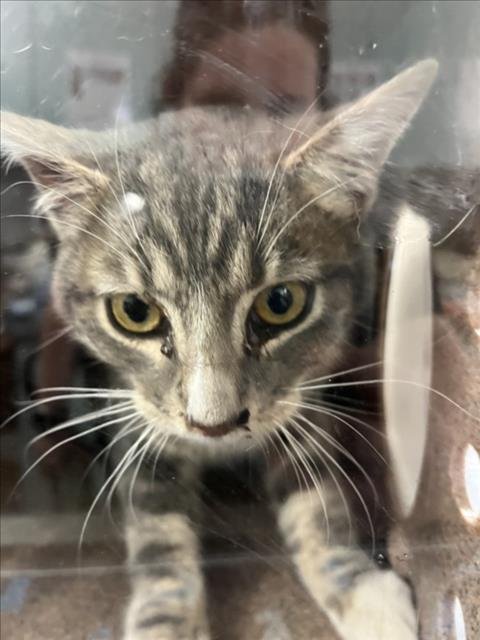 *SONNY - Domestic Short Hair available for adoption