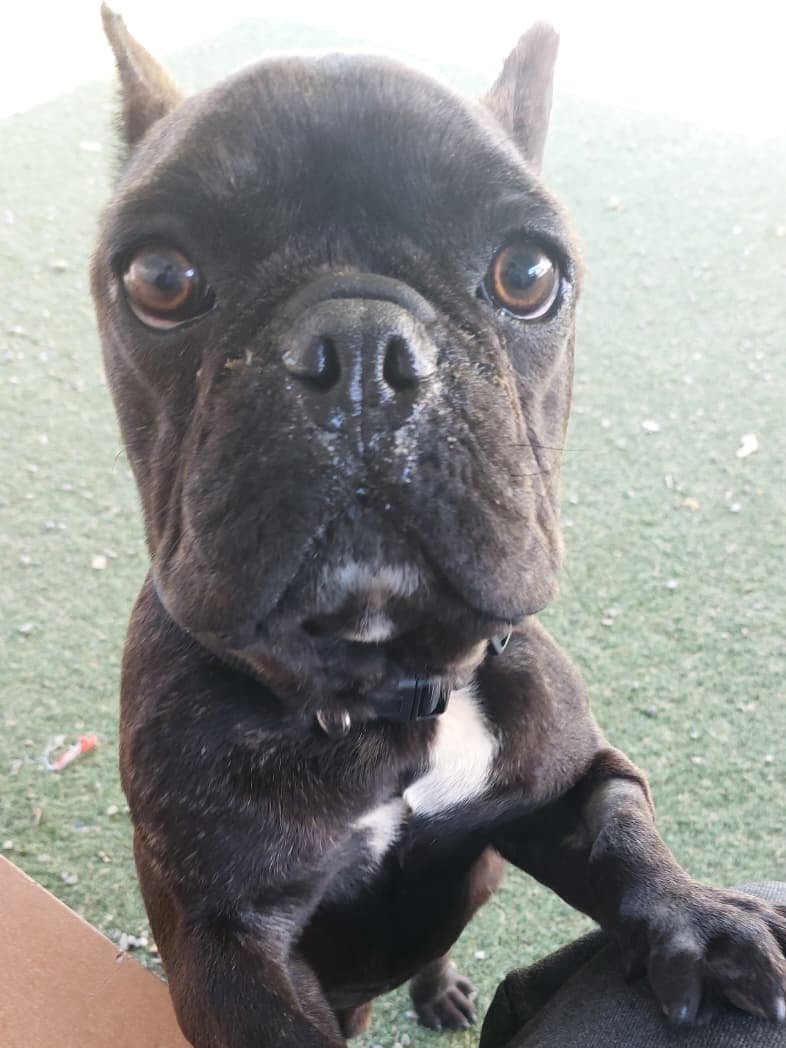 *ROCKET - French Bulldog available for adoption
