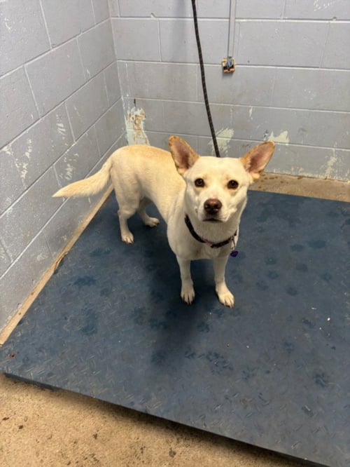 BABYGIRL - Husky / Cardigan Welsh Corgi available for adoption
