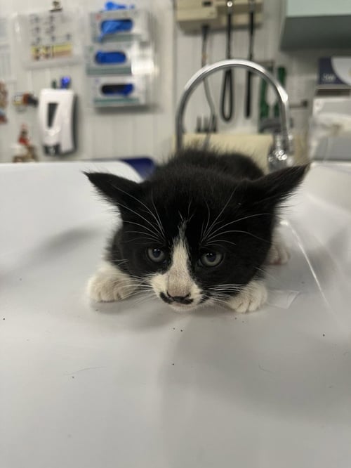 *PIP - Domestic Short Hair available for adoption
