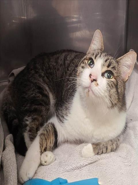 DUKE - Domestic Short Hair available for adoption