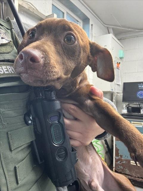 *BEN - Terrier available for adoption