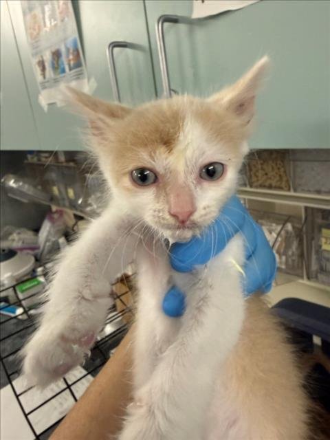 *SPRUCE - Domestic Short Hair available for adoption
