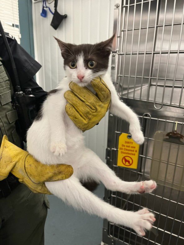 *MI - Domestic Short Hair available for adoption