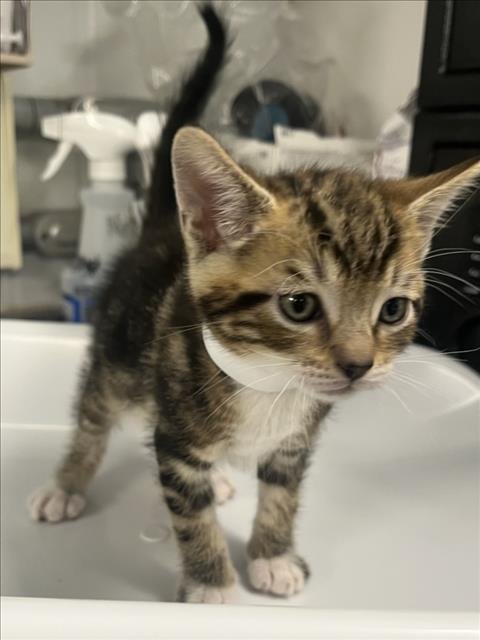 *PANCAKE - Domestic Short Hair available for adoption