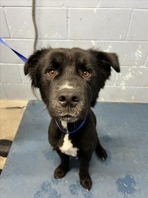 TOBIAS - Border Collie / Pit Bull Terrier available for adoption