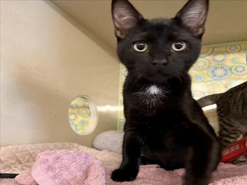 *FIR - Domestic Short Hair available for adoption