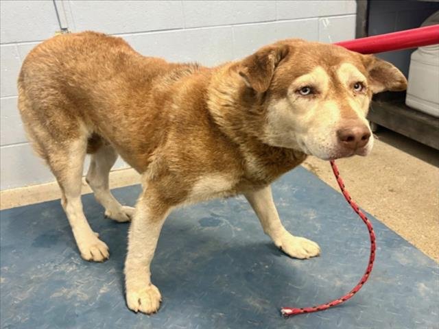 *MILA - Siberian Husky available for adoption