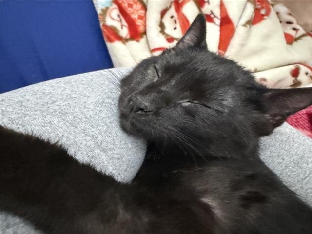 *BAT - Domestic Short Hair available for adoption