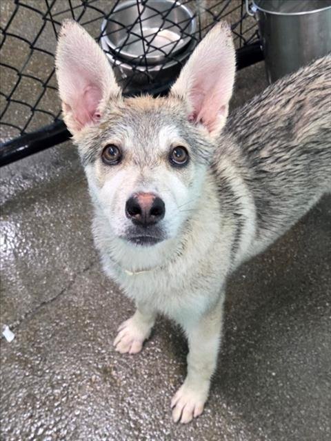 *AURORA - Siberian Husky for adoption in Roseville
