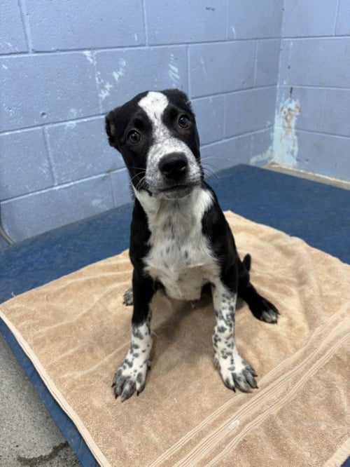 A229647 - Australian Cattle Dog/Blue Heeler available for adoption