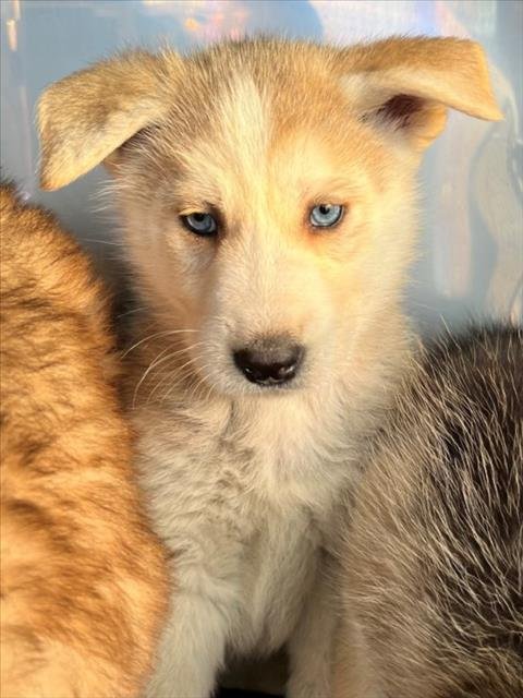 BOE - Siberian Husky available for adoption