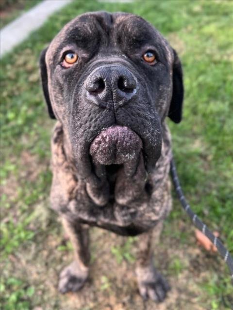 *PINE - Mastiff available for adoption