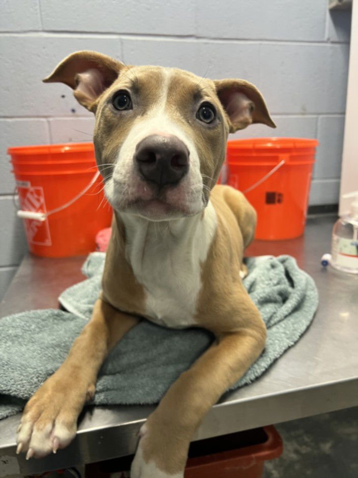 *CICADA - Pit Bull Terrier available for adoption