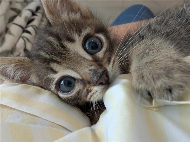 MR. BRIGHT EYES Image
