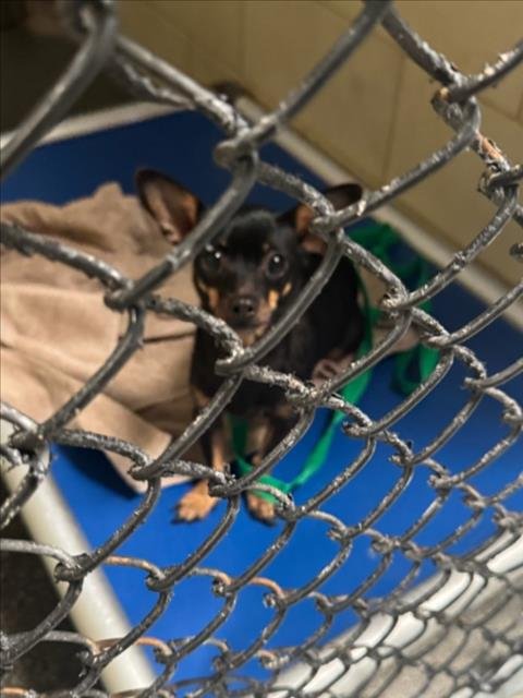 *KIT - Chihuahua available for adoption