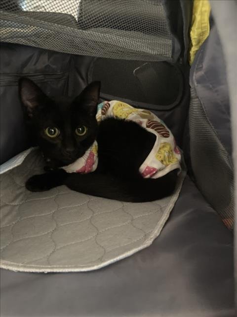 FIREBALL - Domestic Short Hair available for adoption