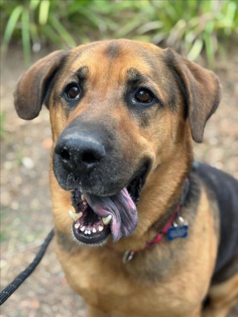 SAMSON - German Shepherd Dog / Saint Bernard available for adoption
