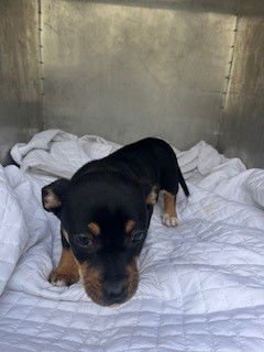 *LIL SQUIRT - Bulldog available for adoption