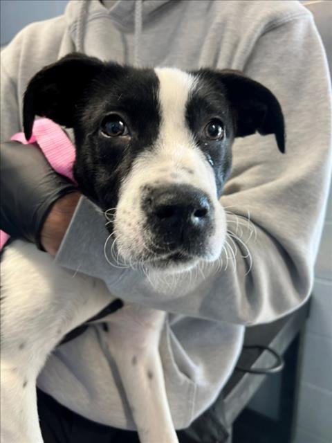 CHARLIE - Border Collie available for adoption