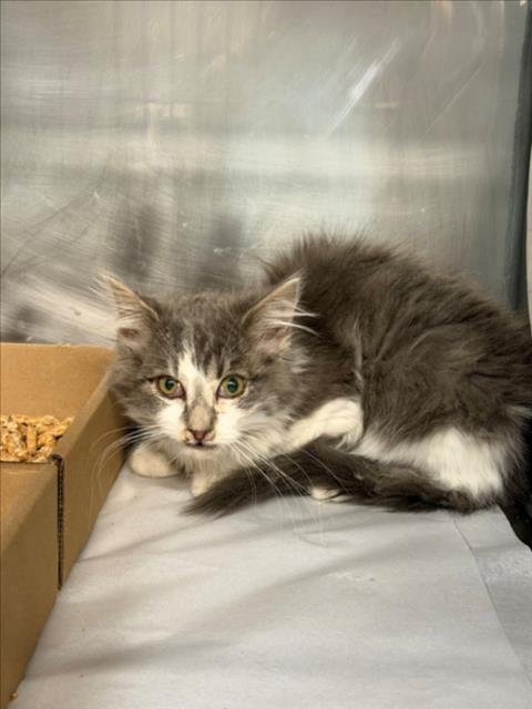 *KONA - Domestic Medium Hair available for adoption