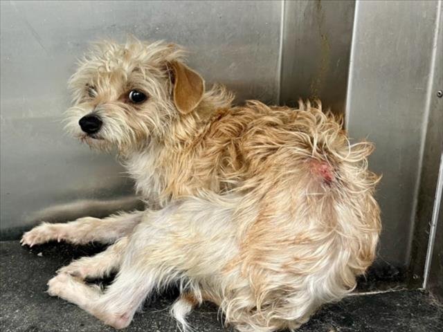 *COSMOS - Terrier available for adoption