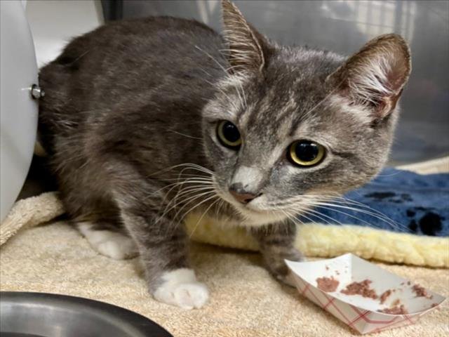 NOLA - Domestic Short Hair available for adoption