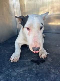 *MATILDA - Bull Terrier available for adoption