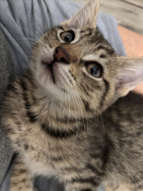 *TIMON - Domestic Short Hair available for adoption