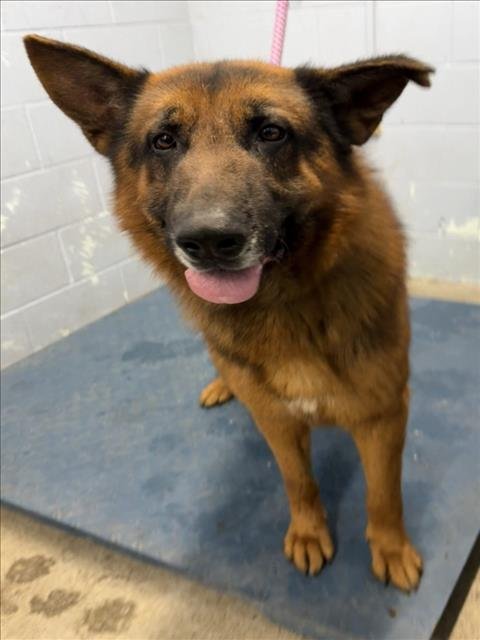 *DANDEE - German Shepherd Dog available for adoption