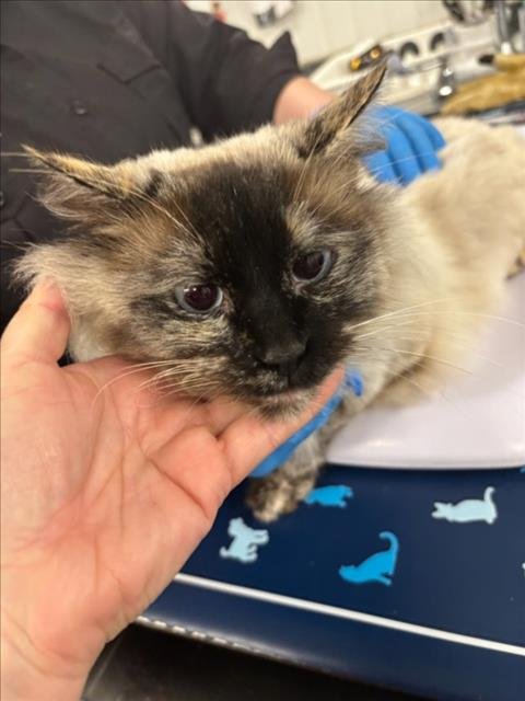 *PEARL - Domestic Long Hair available for adoption