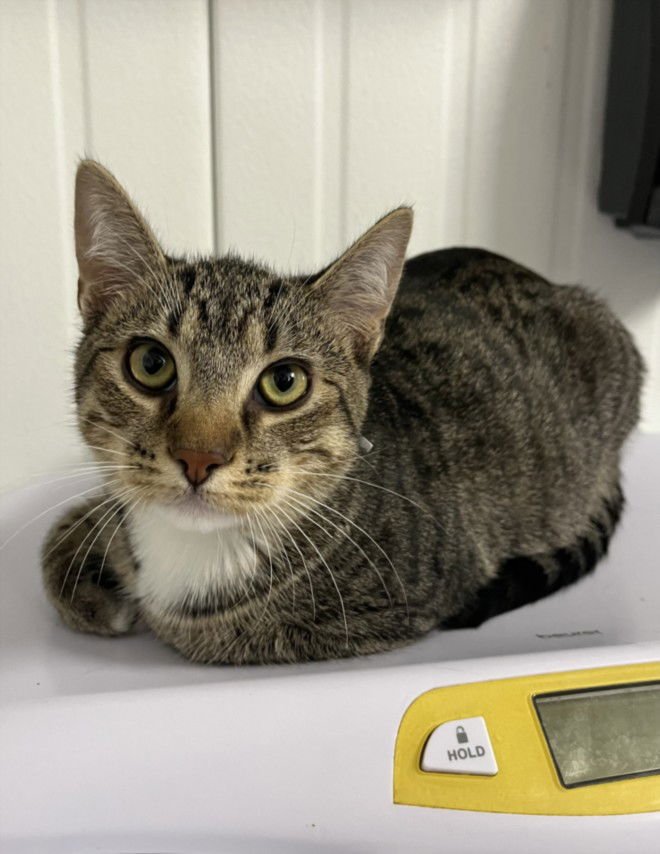 SOCKS - Domestic Short Hair available for adoption