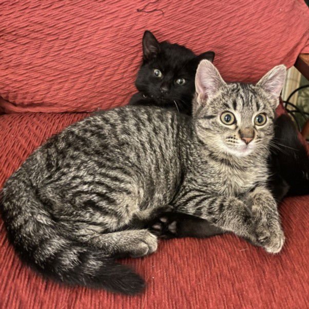 STRIPER/GRUMPY - Domestic Short Hair available for adoption