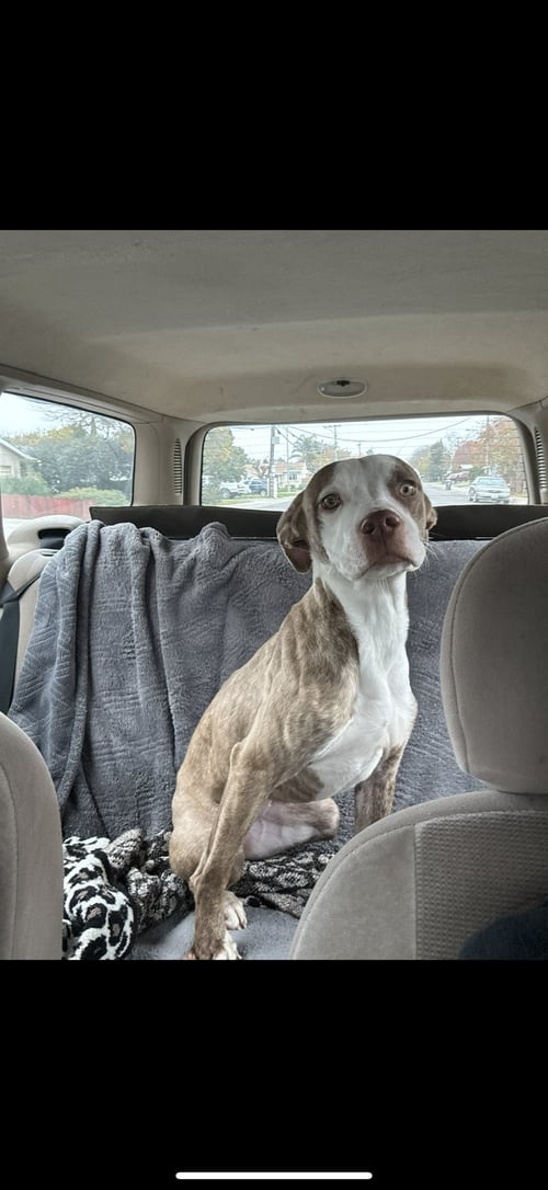 CANEL - American Staffordshire Terrier / Pit Bull Terrier for adoption in Roseville