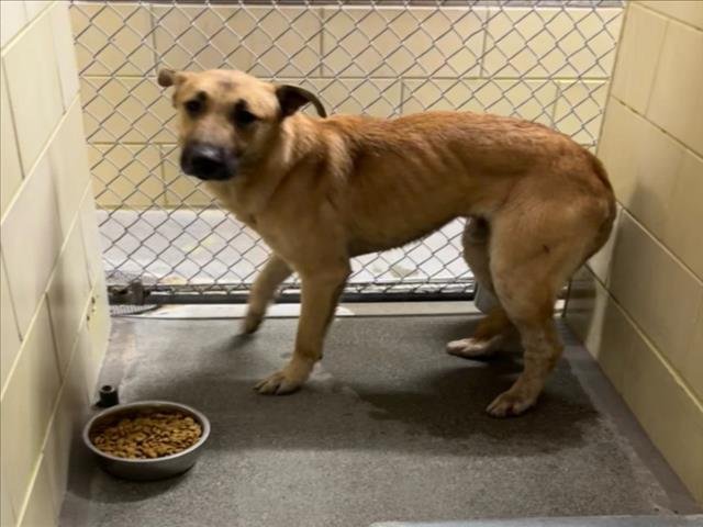 *MARACAS - German Shepherd Dog available for adoption