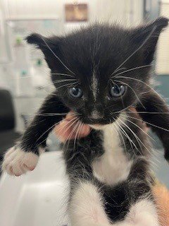 *RON - Domestic Short Hair available for adoption