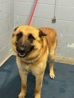 *CLEMENTINE - German Shepherd Dog available for adoption