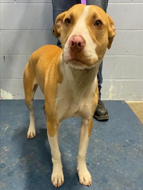 *LASSEN - Pit Bull Terrier available for adoption