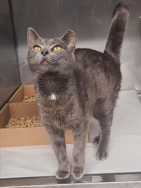 *KISMET - Domestic Short Hair available for adoption