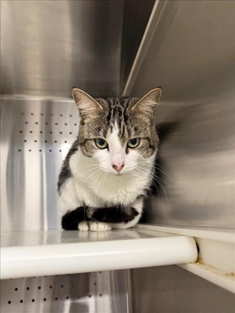 *BUDDY - Domestic Short Hair available for adoption