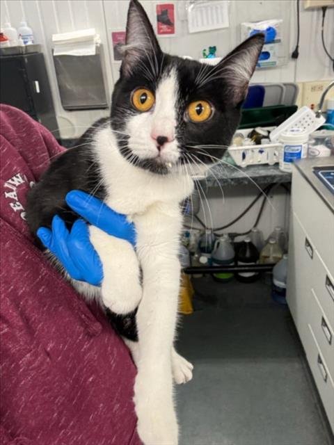 PATCHES - Domestic Short Hair available for adoption