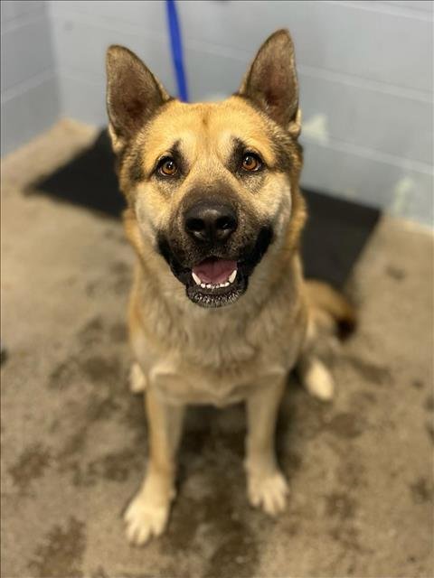 CANELO - German Shepherd Dog / Siberian Husky available for adoption