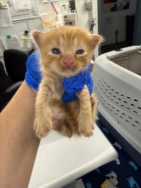 *JOHN LOGAN - Domestic Short Hair available for adoption