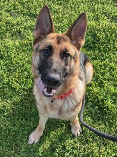 *HYDRANGEA - German Shepherd Dog available for adoption